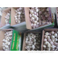 Fresh Normal Garlic 2019